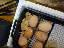 送料込　大型鶏　ライトブラマ　食用有精卵　５個+１個_画像7