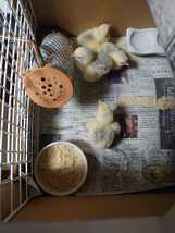 送料込　大型鶏　ライトブラマ　食用有精卵　５個+１個_画像8