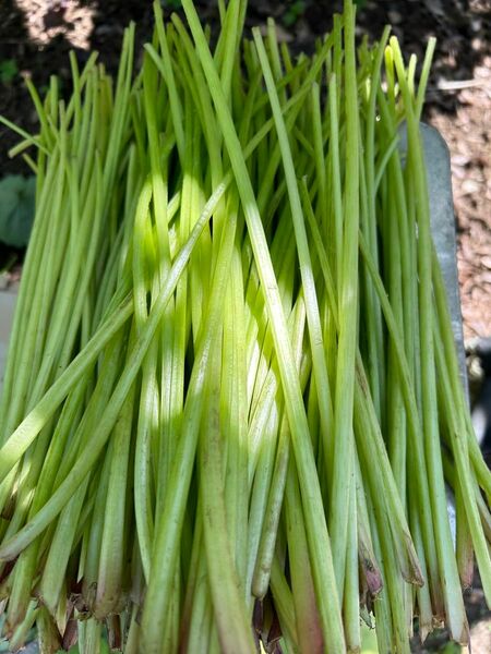 美味しい！！天然蕗　無農薬　蕗　ふき　きゃらぶき用　800g