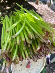 美味しい　天然蕗　無農薬　ふき　800g