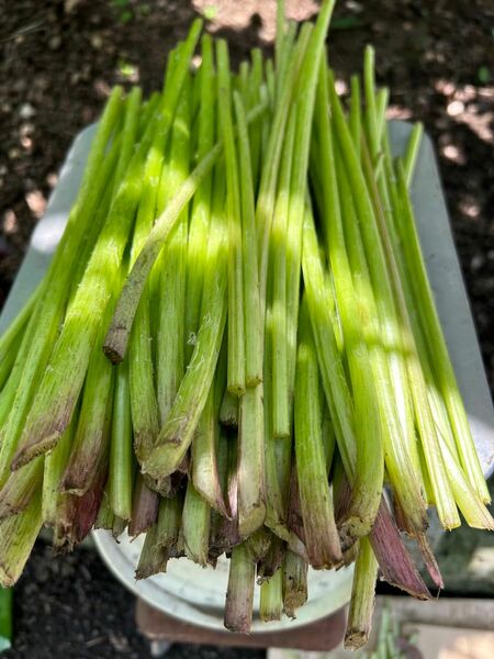 美味しい　天然蕗　無農薬　ふき　800g