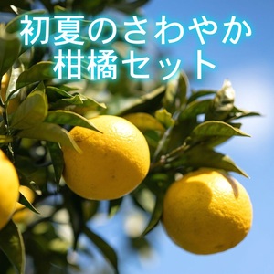 初夏の柑橘さわやかセット 約8kg 甘夏とニューサマーオレンジの詰め合わせセット 防腐剤不使用 指定地域送料無料 神奈川 湯河原 旬8