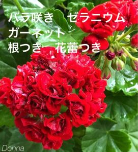 バラ咲き　ゼラニウム　ガーネット　根つき　花蕾つき