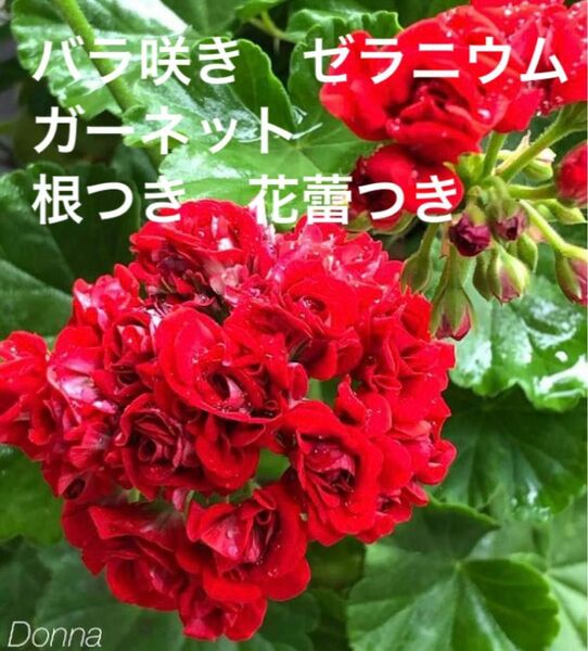 バラ咲き　ゼラニウム　ガーネット　根つき　花蕾つき