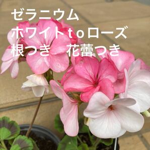 ゼラニウム　ホワイトt oローズ　根つき　花蕾つき