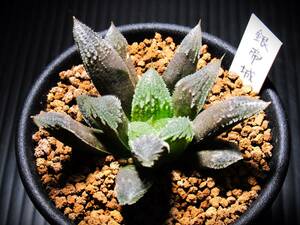 ハオルチア 白帝城（銀帝城）　Haworthia★サボテン/多肉