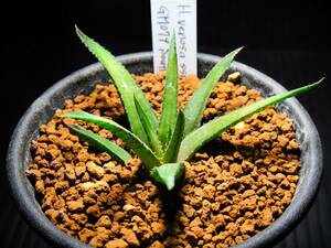 ハオルチア ウーレイ　原種　Haworthia venosa ssp. woolleyi GM079 South of Kleinpoort★サボテン/多肉