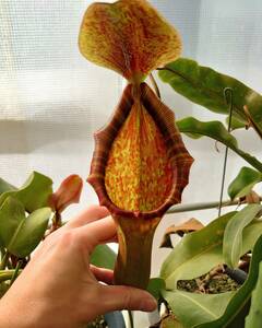 Nepenthes lowii×(truncata×campanulata) 食虫植物 ウツボカズラ ネペンテス