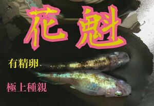 メダカ　花魁　有精卵20個＋α ※説明欄を一読の上、入札お願いします※【検索用　三色体外光 朱光菊 めだか】※画像2はこのペアの親個体