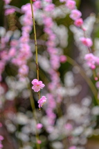 銘匠光学 TTArtisan AF 56mm f/1.8 Eマウント ソニーE 単焦点レンズ Eマウントレンズ ソニー レンズ SONY_画像9