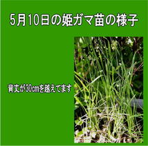 送料300円 栽培法伝授 ガマの穂 ヒメガマ 株分け ３株 姫蒲 苗 蒲 ガマ ドライフラワー ビオトープ がま　手渡し可 ガマノホ_画像4