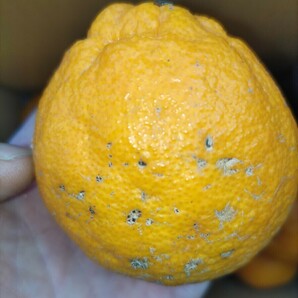 4 全国送料無料 不知火 しらぬひ しらぬい産地直送 家庭用 中身4キロ程度 柑橘 みかん 柑橘 デコポン と同品種の画像5