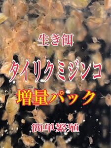 タイリクミジンコ　増量パック　タネ用　めだか等のエサに最適　