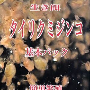 タイリクミジンコ　基本パック　タネ用　めだか等のエサに最適