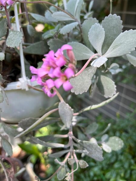 ★★カランコエ《プミラ白銀の舞》多肉植物　切り苗3本