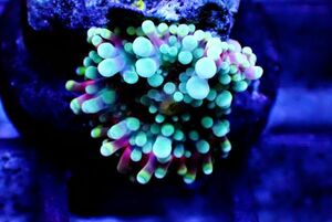 $Neptune$ Bubble disk coral × Rainbow series [ coral ][ aqua ][ aquarium ]