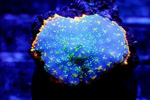 $Neptune$　火花模様　Rhodatis Mushroom:ディスクコーラル「サンゴ」「アクア」「水槽」