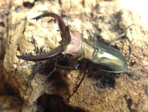 [belalabela island production ] spec ki male spo Thor ka stag beetle larva 6 head 