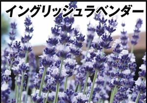 イングリッシュラベンダー25粒と2種類の植物の種のおまけ付き！