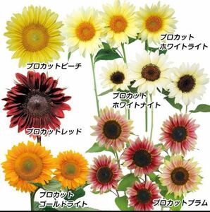 こちら1点で珍しいひまわり6種類を3粒ずつ！　合計18粒 2種類の植物の種のおまけ付き！