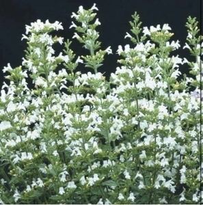 珍しい！カラミンサ　マルベレットホワイト5粒と2種類の植物の種のおまけ付き！