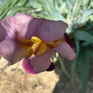  german Iris 5 луковица .. фиолетовый 