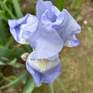  german Iris 3 луковица голубой & белый 