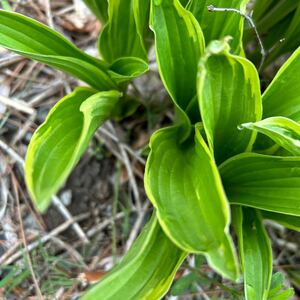 ギボウシ　5本(根付き)