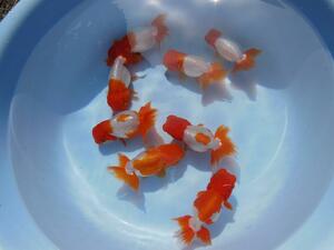 **{ Uno group golgfish two years old fish special 5 pcs all part last }**7 centimeter rom and rear (before and after) A