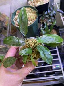 Homalomena sp.“Euclase”Riau sumatera 【LA0518-02】熱帯植物　ホマロメナ