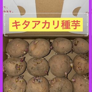 北海道産 じゃがいも 種芋 キタアカリサイズ M 約1.18kg 12玉