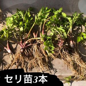 入札があり次第即決　セリの苗　3本　芹　せり　栽培用　キアゲハ飼育にも　無農薬