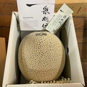 高知県産　一果相伝　1.5kg　１玉