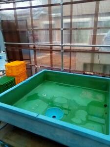 to-wa Chemical производства 180cm×180cmFRP аквариум * самовывоз *