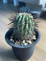 コピアポア　コルムナアルバ　孤竜丸　現地球カキコ　強刺　サボテン 多肉植物 Copiapoa cinerea var. columnaalba_画像2