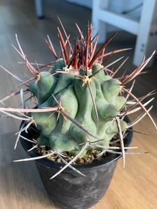 テロカクタス　鶴巣丸　サボテン 実生 多肉植物 Thelocactus nidulans