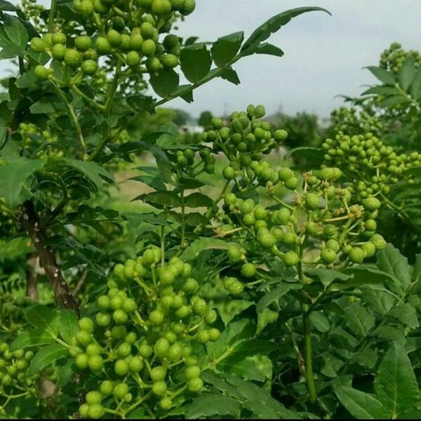 丹波産　実山椒　100グラム