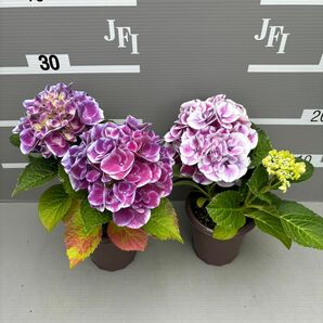 ★希少品種★創作アジサイ ルシール4号2輪咲き2鉢セット☆生産者直送☆紫陽花