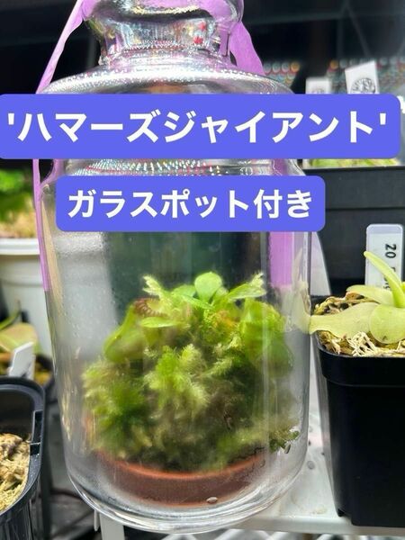 【希少】食虫植物 セファロタスCephalotus Hummer's Giant