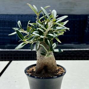 良株！パキポディウム・ビスピノーサム Pachypodium bispinosum 実生株 ②（検 塊根植物 コーデックス ウィンゾリー グラキリス パキプス