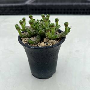 【要確認】ユーフォルビア・ブレビラマ Euphorbia brevirama 実生株① 種子付（検 塊根植物 クラビゲラ デセプタ ガムゲンシス ゴルゴニス