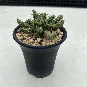 【要確認】ユーフォルビア・ブレビラマ Euphorbia brevirama 実生株③ （検 塊根植物 クラビゲラ デセプタ ガムゲンシス ゴルゴニス フスカ