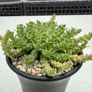 良株！ユーフォルビア・ゴルゴニス Euphorbia gorgonis 実生株 金輪際（検 塊根植物 ガムケンシス フスカ クラビゲラ ムランジーナ タコ