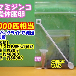 【送料無料】【レターパックライトで発送】◆激安◆タマミジンコ乾燥休眠卵◆約４００００粒◆約８００００匹・0.16ｇ◆培養キット◆ の画像1