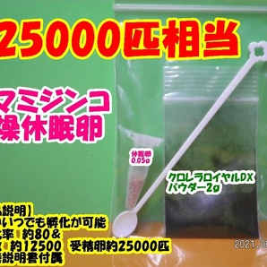 【送料無料】◆激安◆タマミジンコ乾燥休眠卵◆約12500粒◆約25000匹・0.05ｇ◆培養キット◆ の画像1