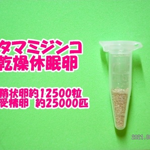 【送料無料】◆激安◆タマミジンコ乾燥休眠卵◆約12500粒◆約25000匹・0.05ｇ◆培養キット◆ の画像2