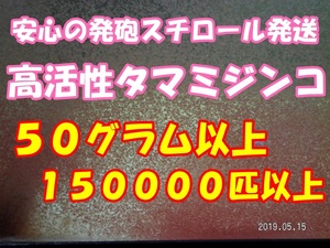 【期間限定】【活・天然タマミジンコ】◆約１５万匹以上・50グラム以上使い切り商品◆ 