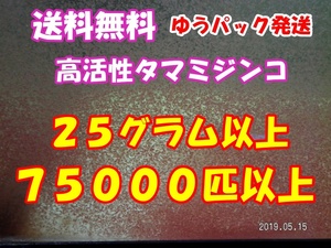 【期間限定】【活・天然タマミジンコ】◆約75000匹以上25グラム◆使い切り商品◆ 