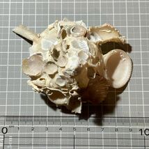 《 クマサカガイ 》 貝殻標本　貝殻　標本　貝殻コレクション　コレクター　Xenophora pallidula 珍品　おもしろい貝　貝_画像6