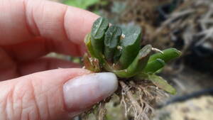 玉扇錦　カキコ